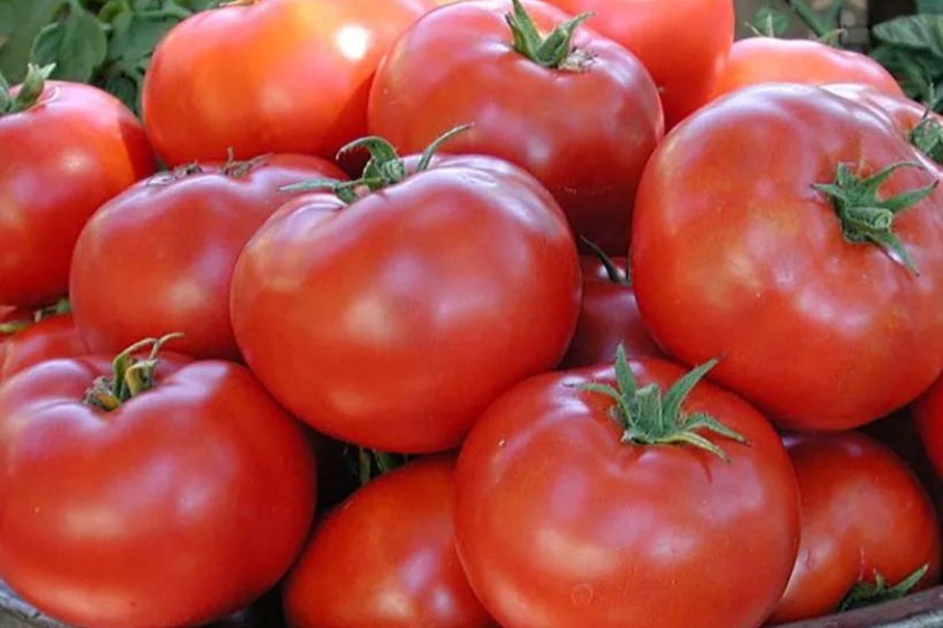 variétés de tomates résistantes au mildiou 