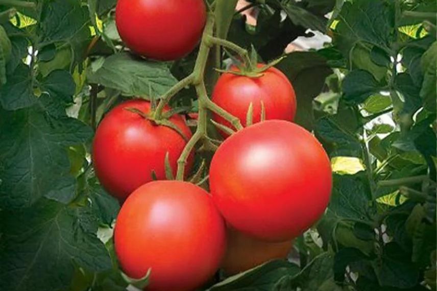 plants de tomates résistants au mildiou
