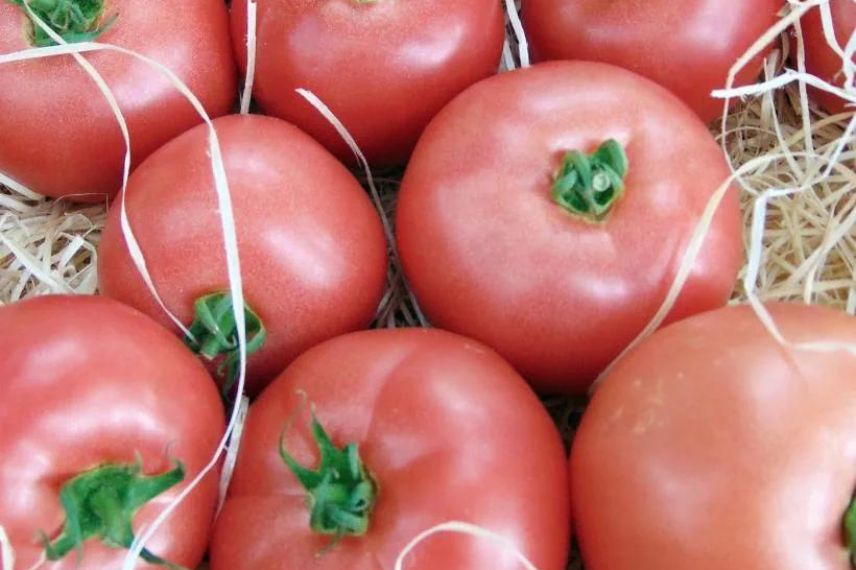 tomate résistante au mildiou