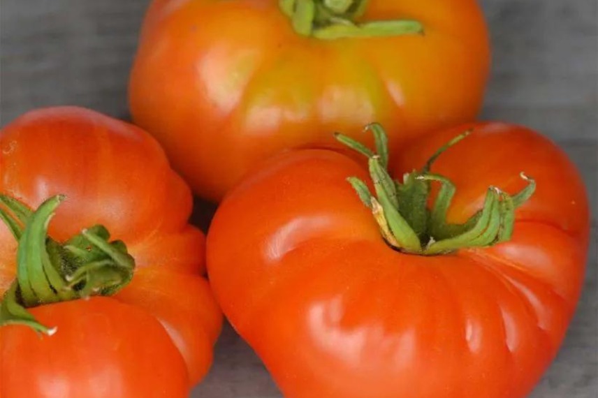 variétés de tomates résistantes au mildiou