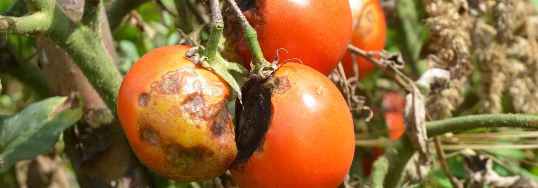 7 variétés de tomates naturellement résistantes au mildiou