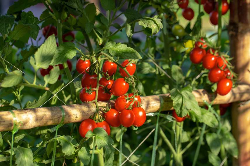 légumes rentables au potager tomates 