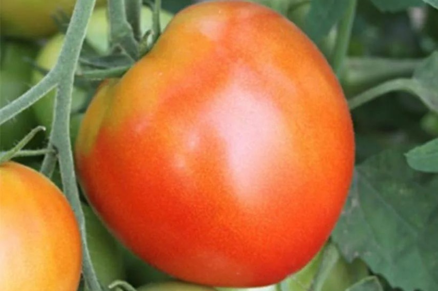 tomates résistantes au mildiou