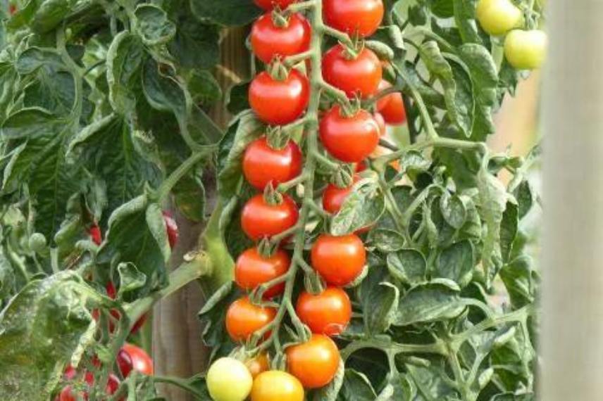 tomates résistantes au mildiou 