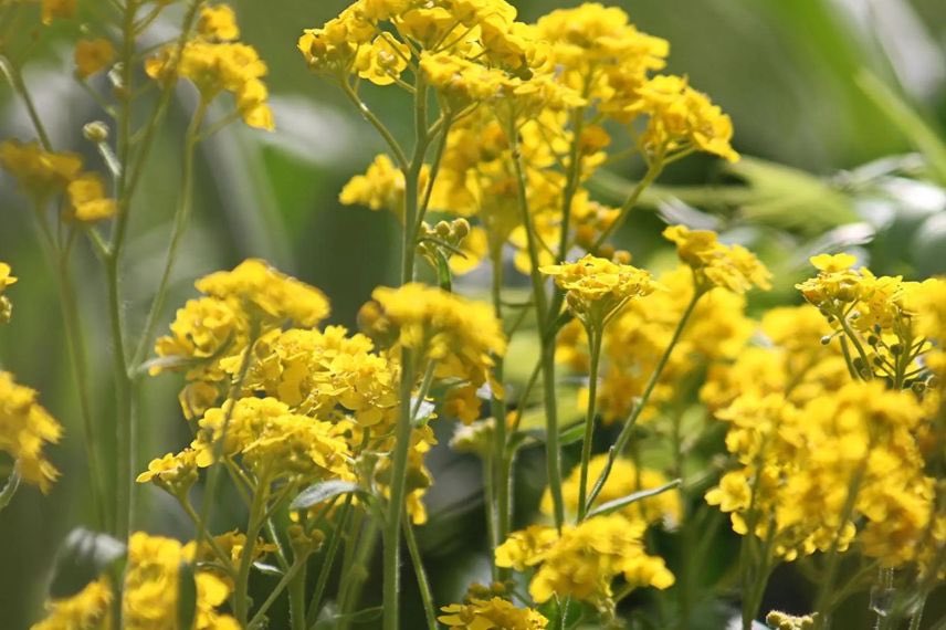 fleurs jaunes d'alyssum