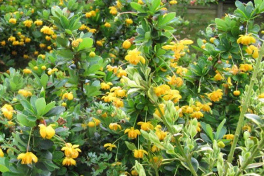 fleurs jaunes de berberis