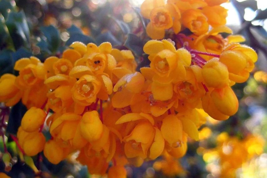 fleurs orange de berberis