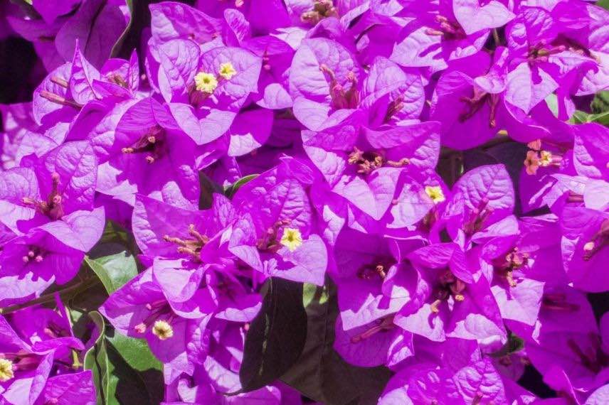 fleurs de bougainvillier