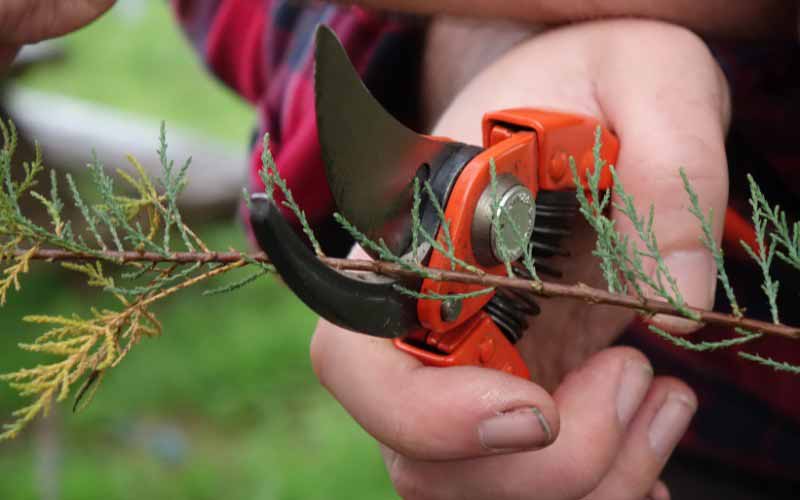 Comment bouturer le Tamaris