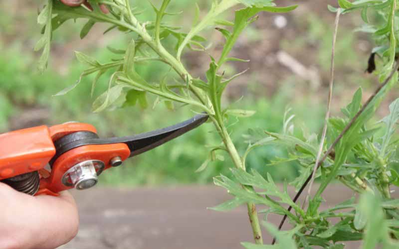 Comment bouturer l'Euryops