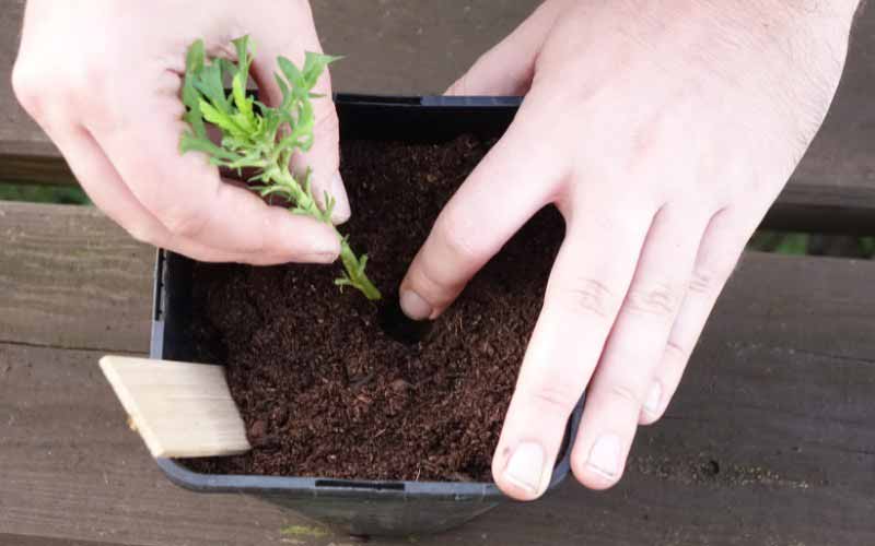 Bouturage Euryops