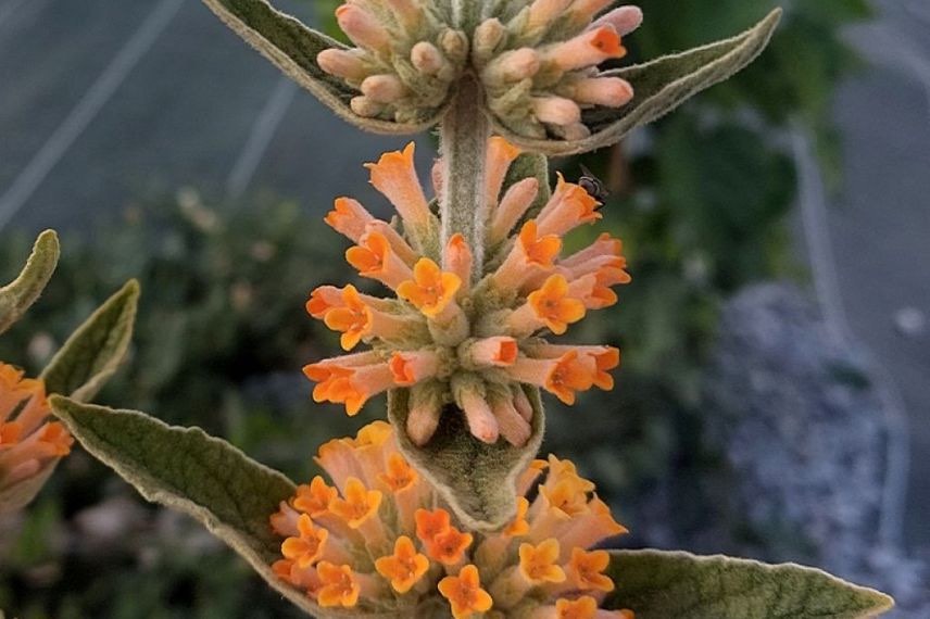 fleur orange de Buddleia