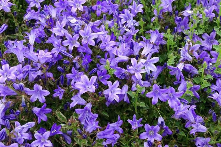 fleurs bleues de campanule des murs