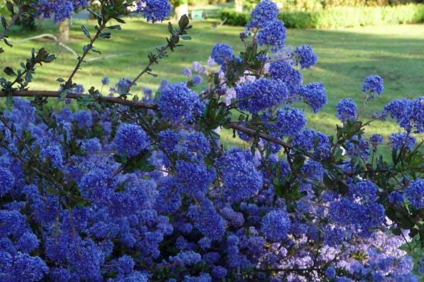 fleurs bleues de ceanothe