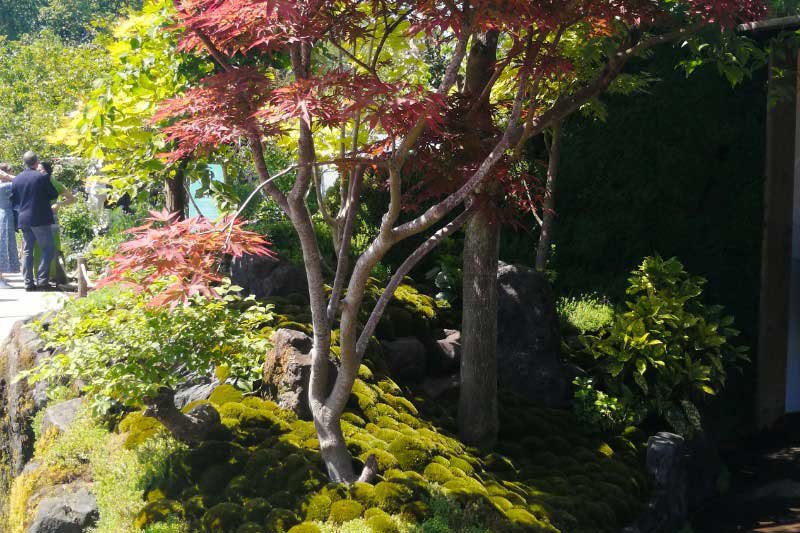 Jardin japonais - Chelsea Flower Show 2024