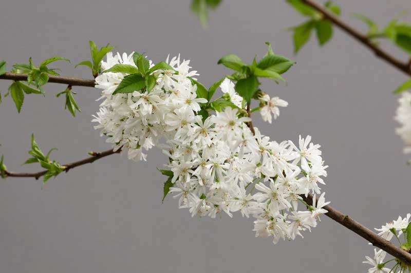 Prunus 'Starlight' - Plante primée au Chelsea Flower Show 2024