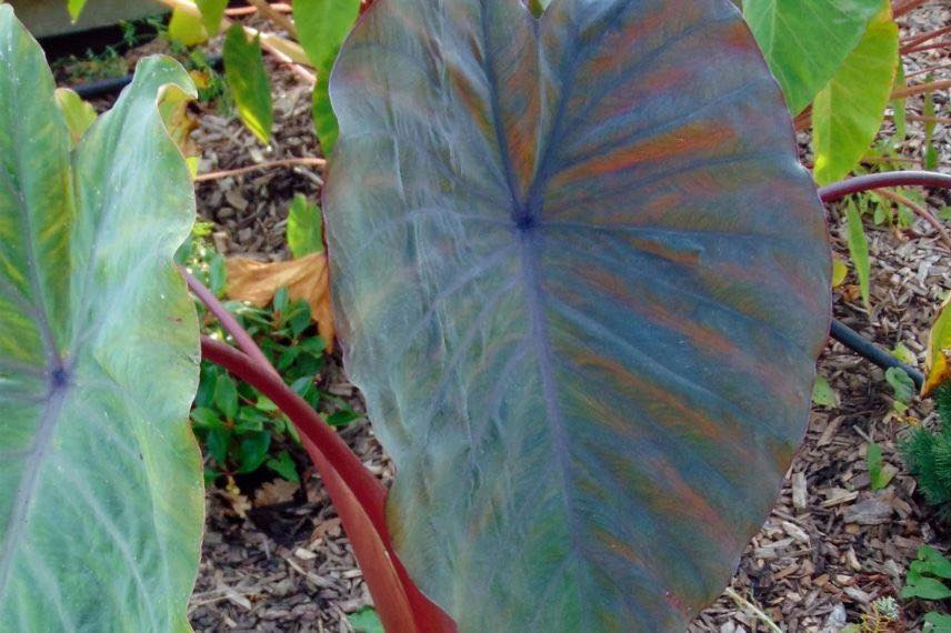feuilles de Colocasia