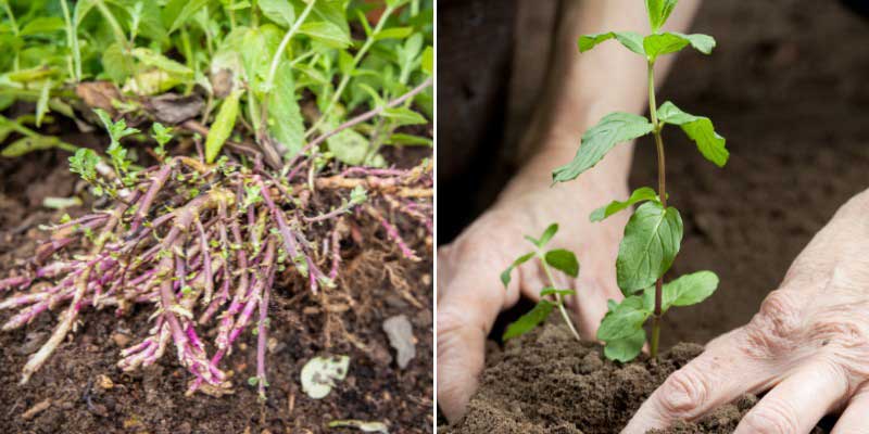 Prélèvement et plantation d'un drageon de menthe