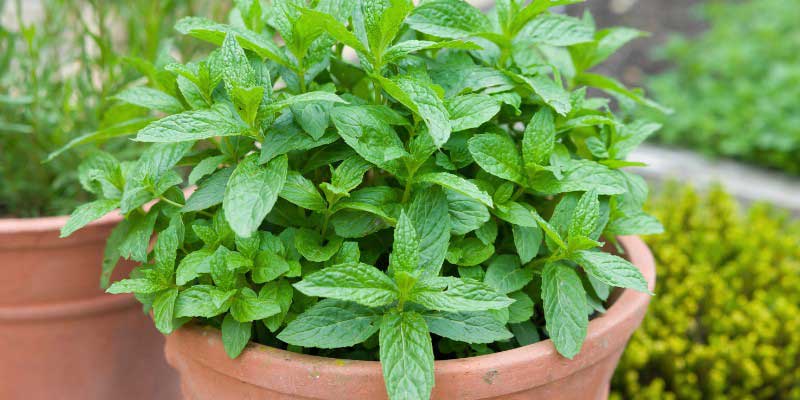 Menthe en pot