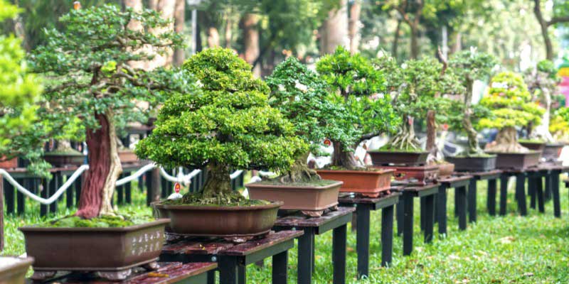 Collection de bonsaï regroupant différentes espèces d'arbres