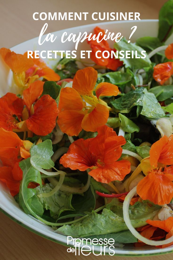 fleurs de capucine en salade