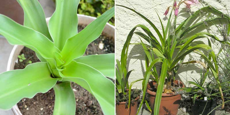 Crinums cultivés en pot