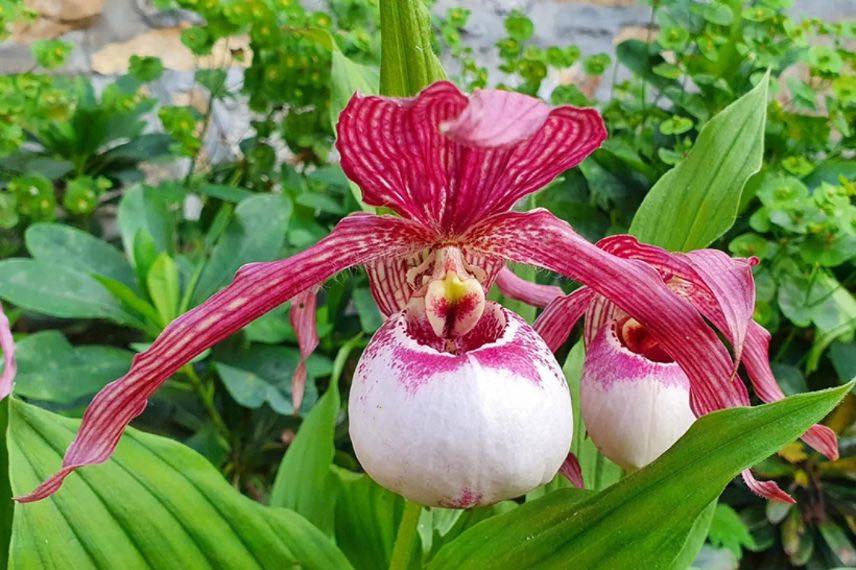 fleurs d'orchidee terrestre