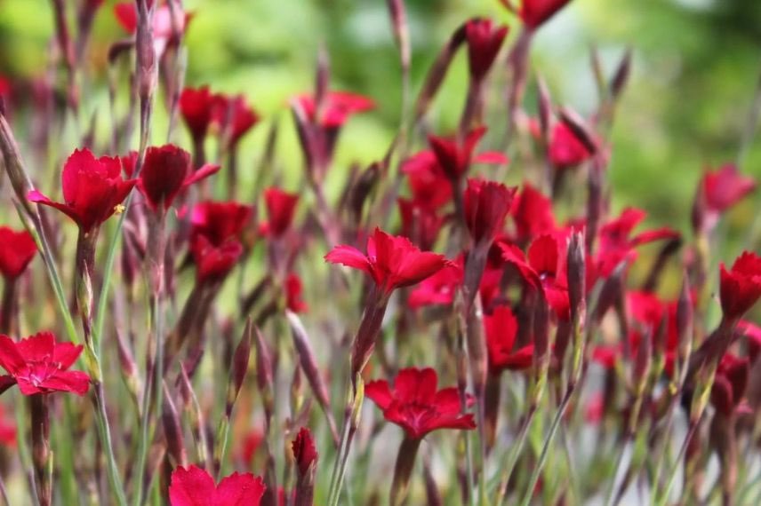 oeillet rouge