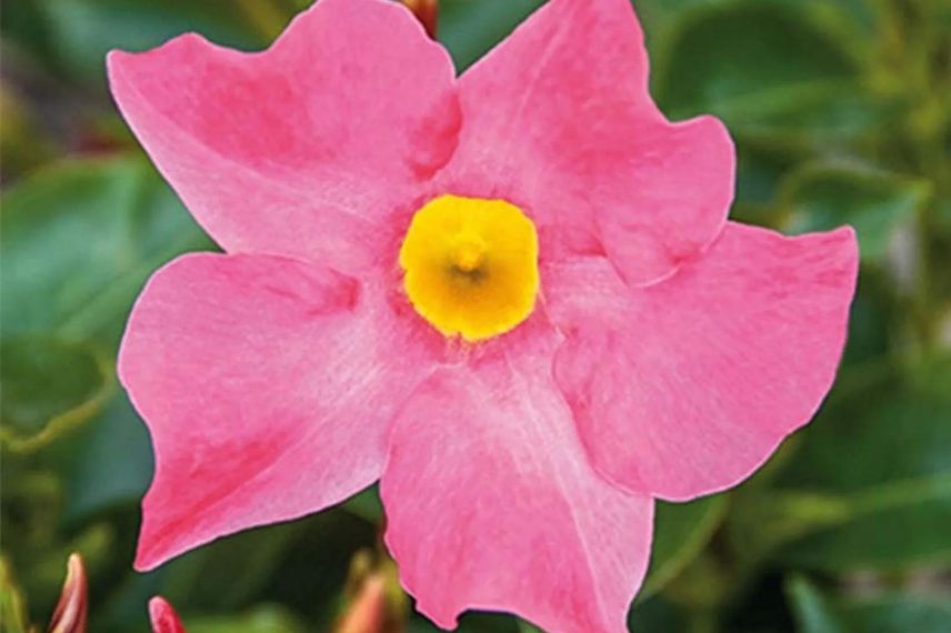 fleur rose de dipladenia