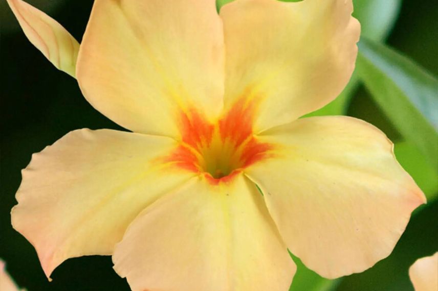 fleur jaune de dipladenia