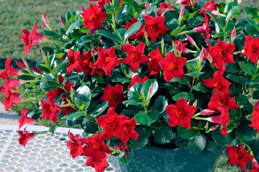 fleurs rouges de dipladenia