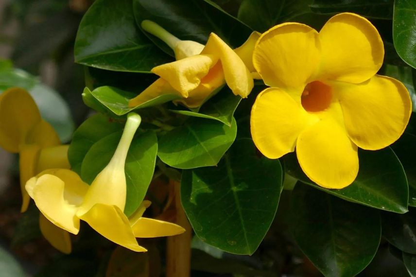 fleurs jaunes de dipladenia