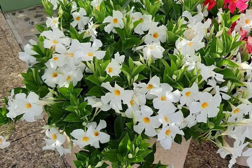 fleurs blanches de dipladenia