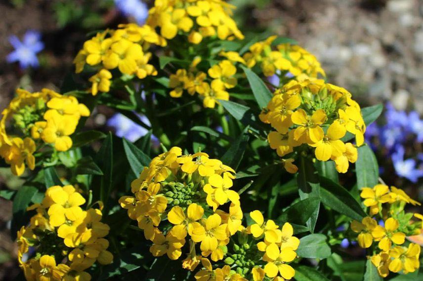 fleurs jaunes de giroflée