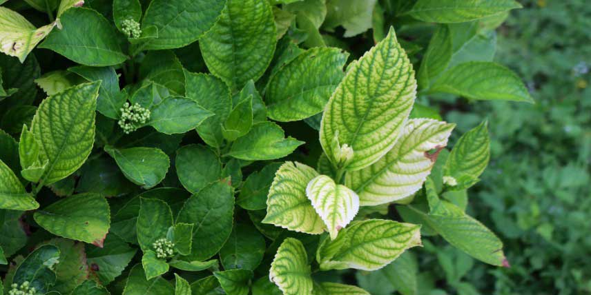 Hortensia chlorosé