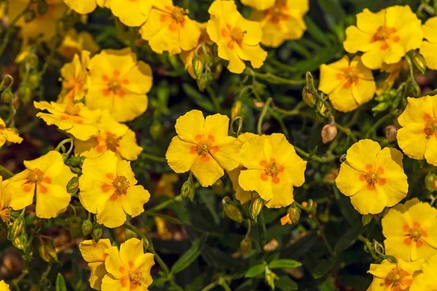 fleurs jaunes d'helianthemum