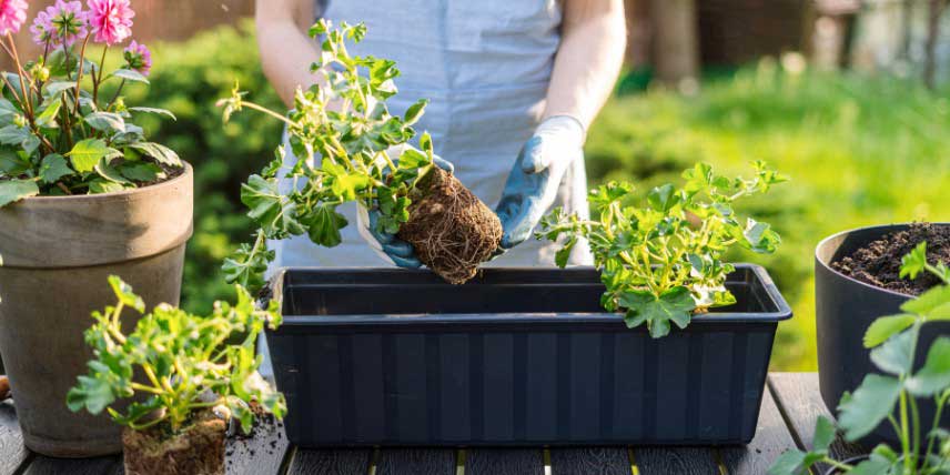 Plantation de géraniums (pélargoniums) dans une jardinière