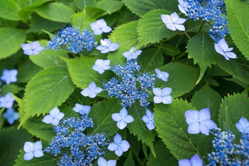fleur plate bleue d'hortensia