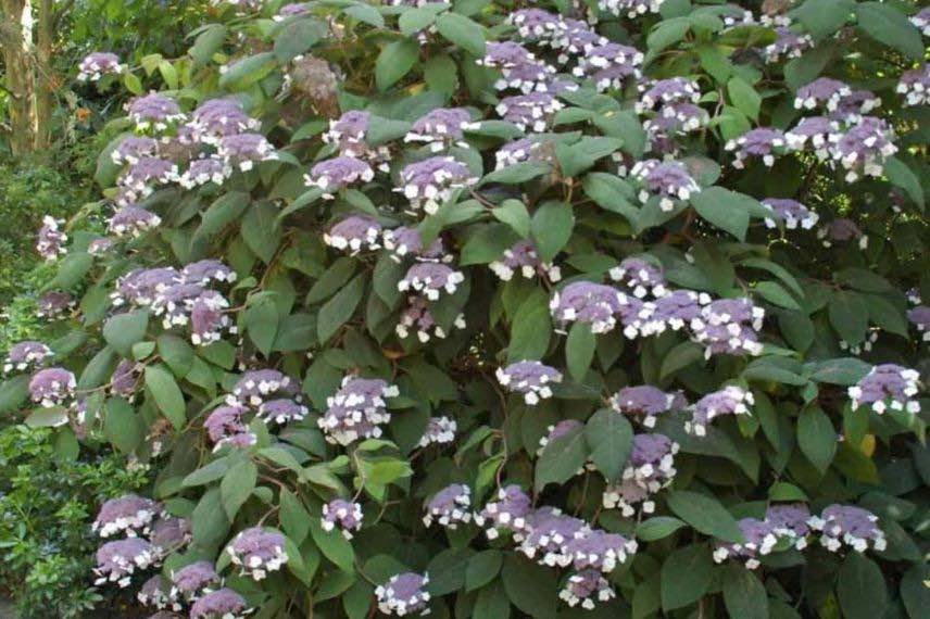 buisson d'hydrangea aspera