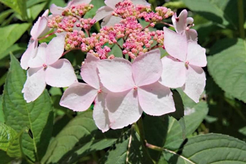 fleur rose plate d'hydrangea