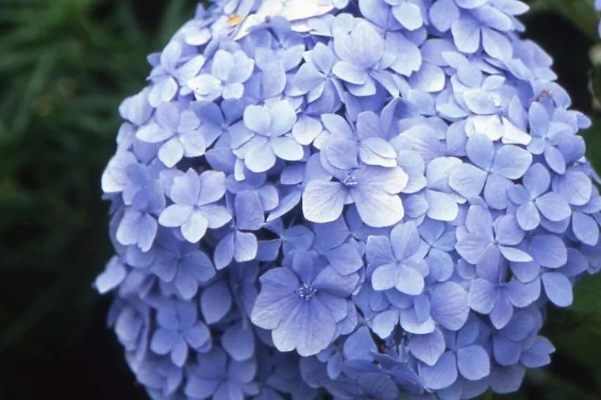 fleur bleue d'hortensia