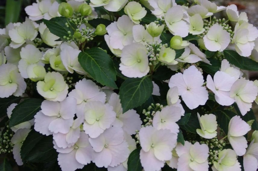 hydrangea à fleurs blanches