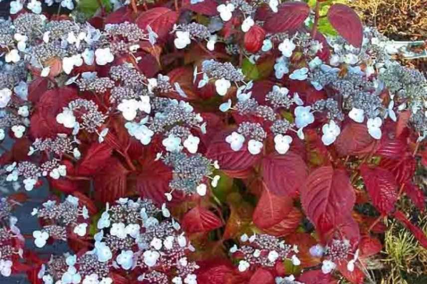 hydrangea Shojo à fleurs plates et feuillage coloré