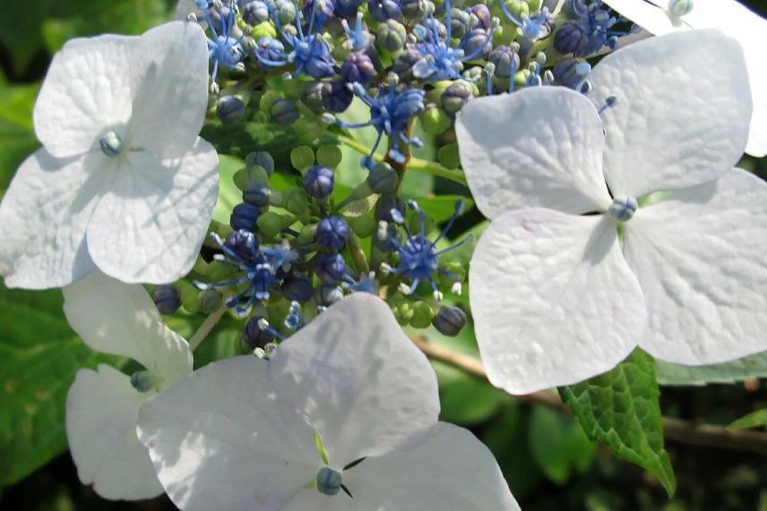 fleurs plates blanches d'hydrangea