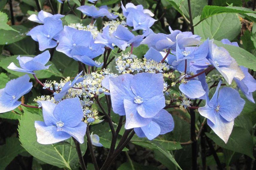 Hydrangea zorro à fleurs bleues