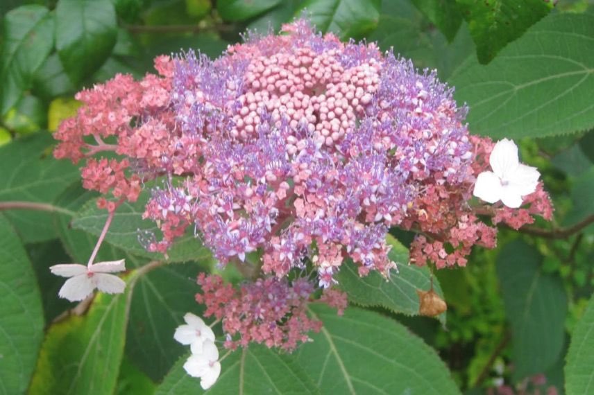 fleur plate d'hydrangea