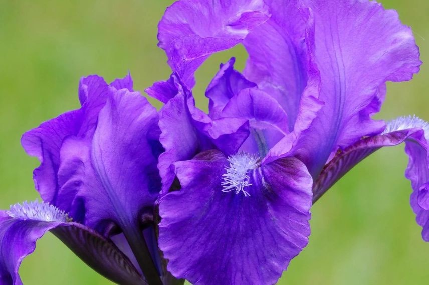 fleur violette d'iris