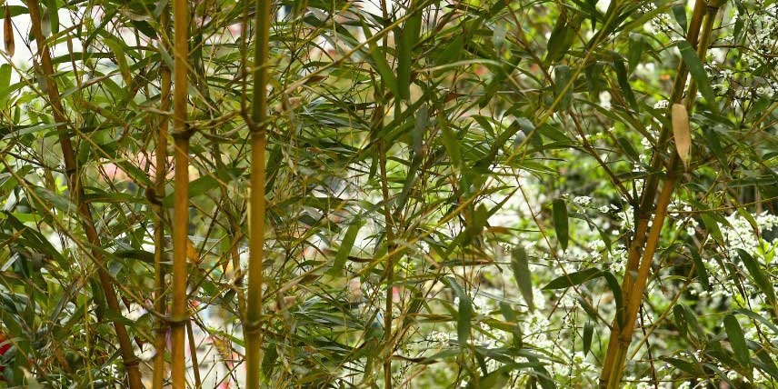 Bambou Phyllostachys