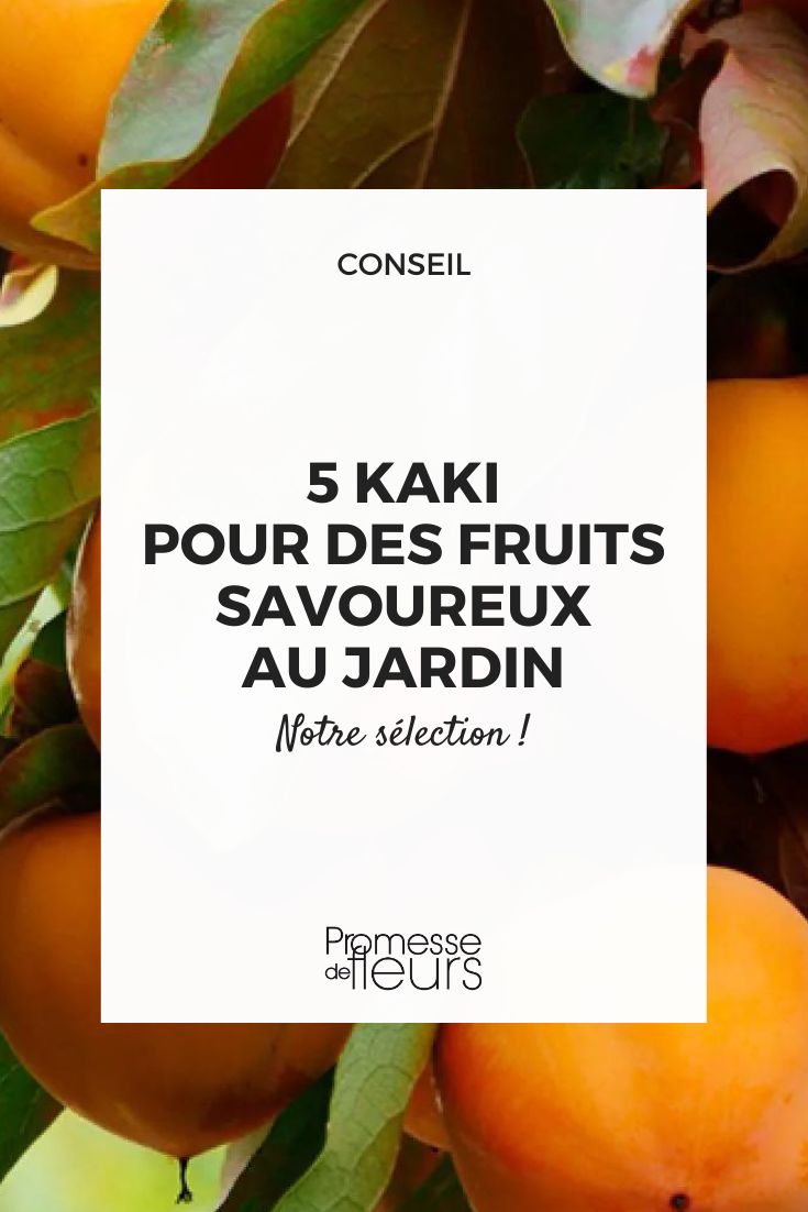 Fruits du plaqueminier