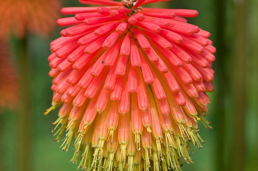 fleur de kniphofia